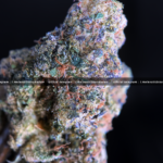 stiiizy black label flower washington Dc Virginia