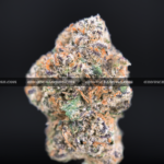 Sherbinski strains washington DC virginia maryland