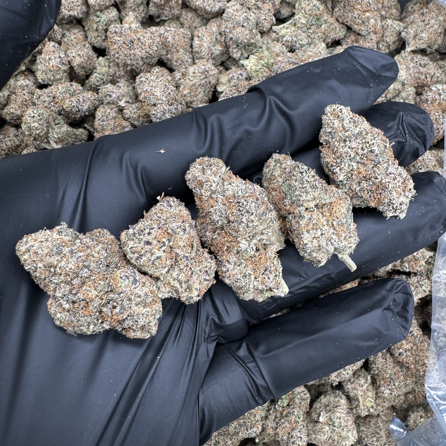 Purple Cookie – Hybrid – Oz Deal